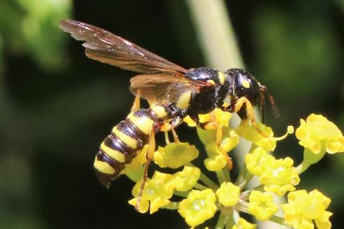 Cerceris arenaria